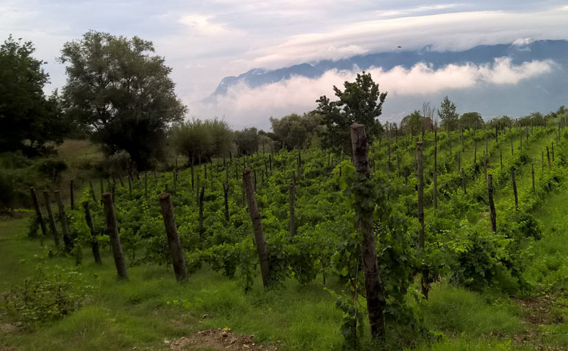 Il Taburno di Masseria Frattasi