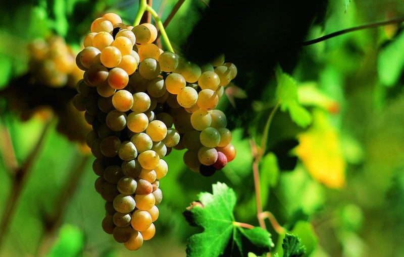 Greco di Tufo protagonista del progetto Planca’s wines