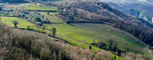 Greco di Tufo, Oro d’Irpinia, Vino come cultura, economia, turismo.