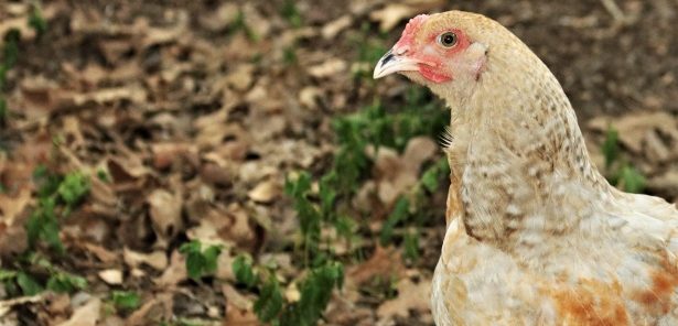 Petto di pollo vivace per dieta goduriosa