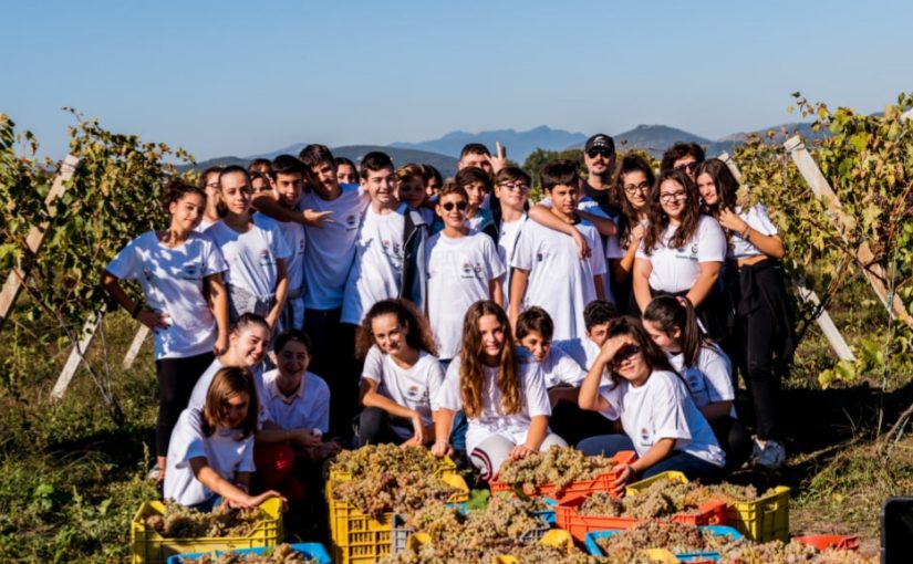 “Vendemmia scolastica” a Castelvenere, giovani in vigna